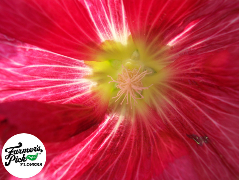 Farmers Pick local fresh cut flower farm - Boise, Idaho USA